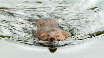301122-water vole- Barry Batchelor/PA Archive/PA Images