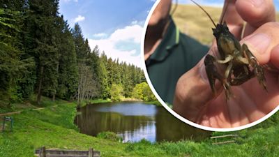 Populations of white-clawed crayfish are dying out at Soudley Ponds. 'Crayfish plague' is thought to be responsible
