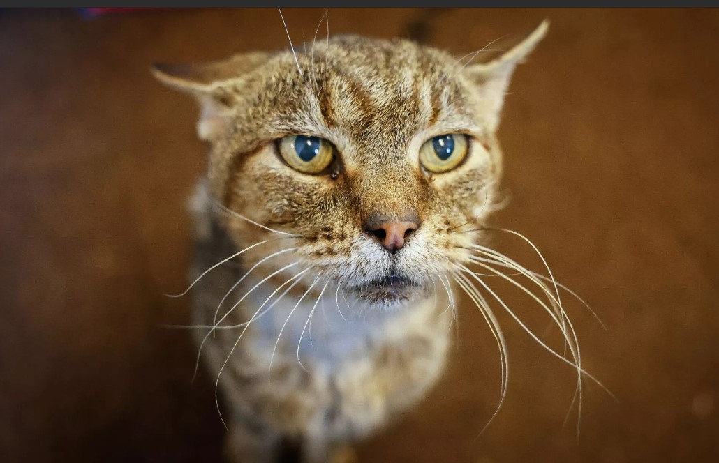 Cat flea clearance treatment tesco