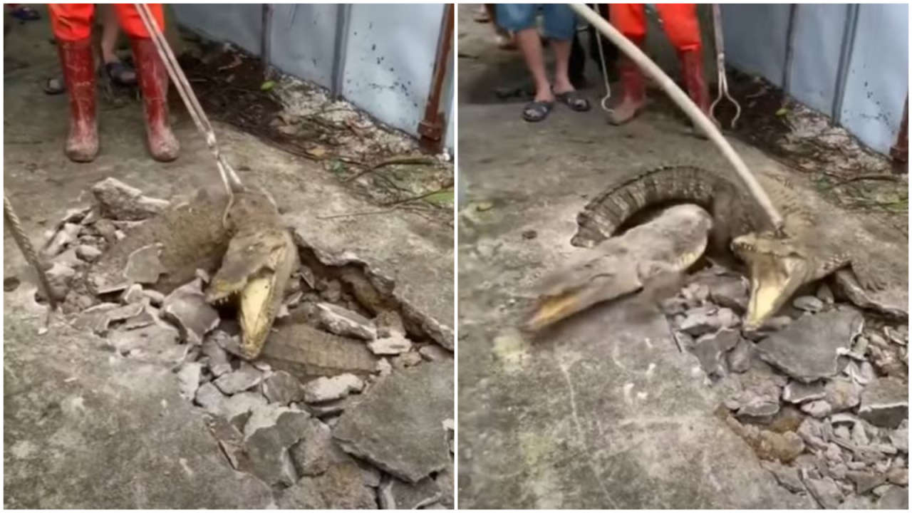 'Noises' underneath pavement turn out to be three crocodiles