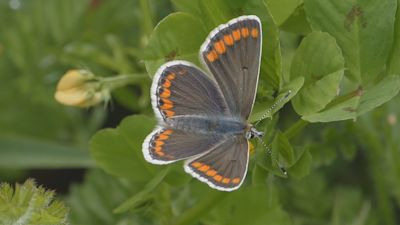 Butterfly at Brighton wildlife corridor