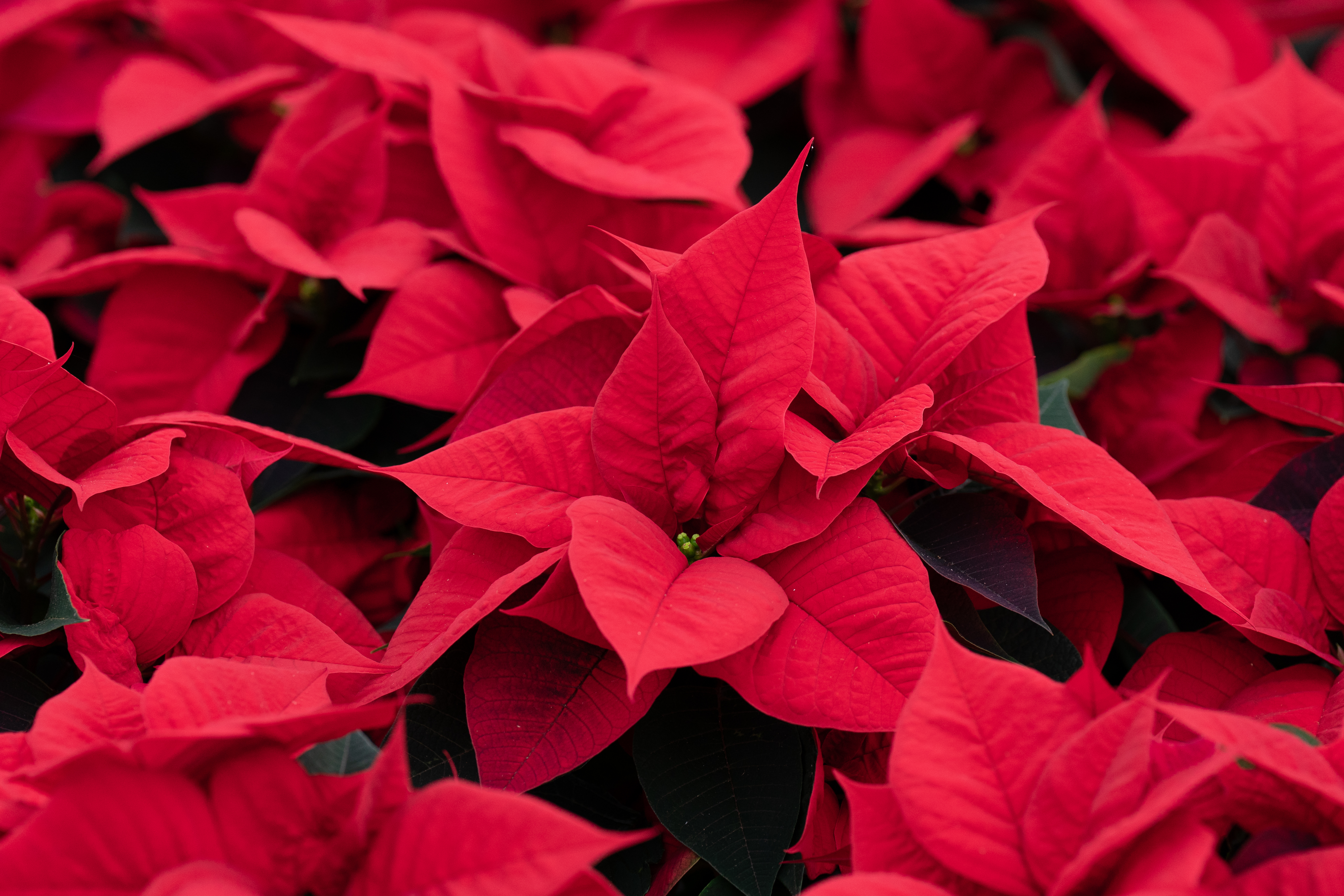 How green energy is giving UK poinsettia growers the edge this Christmas |  ITV News Anglia