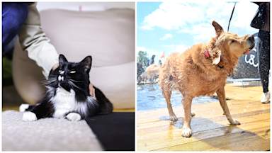 Pet-safe suncream, frozen toys and shade: How to keep pets safe in the heat