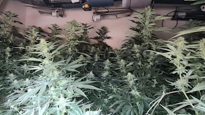 A cannabis farm in Bradford