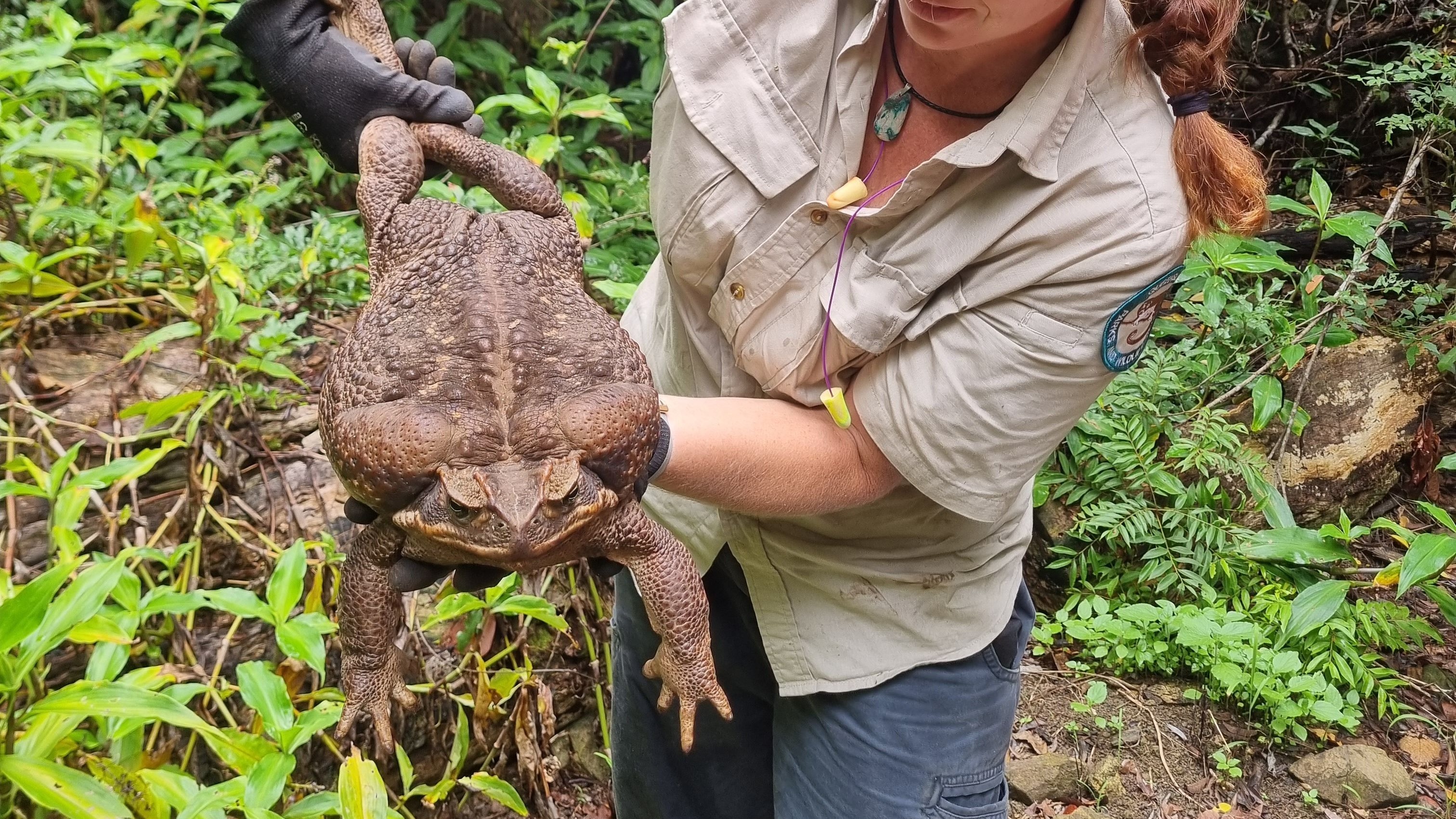 'Toadzilla': Record-breaking 2.7kg cane toad discovered in Australia ...