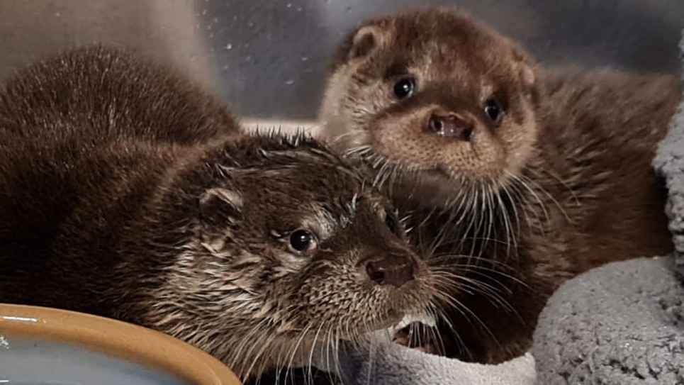 Otter found in van engine at Tesco supermarket in Suffolk is reunited with  brother after escape | ITV News Anglia