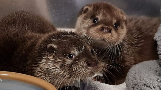 Undated handout photo issued by the RSPCA of a female otter reunited with her brother after being rescued from inside the engine compartment of a Tesco delivery van. Issue date: Tuesday October 18, 2022.
Credit: RSPCA