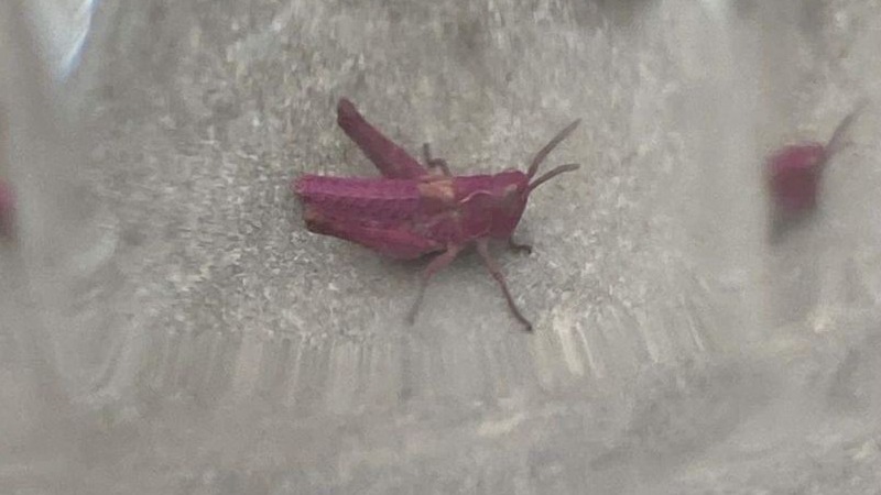 Rare pink grasshopper found in back garden | ITV News Calendar