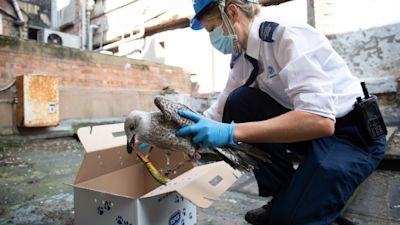 RSPCA rescue
