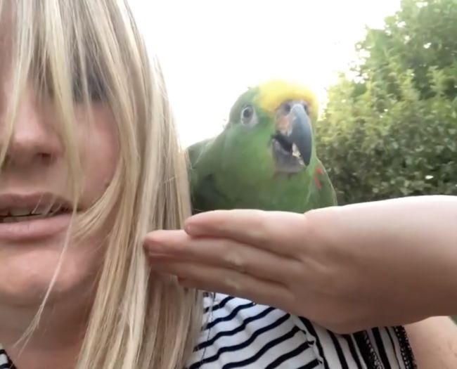 Lost parrot reunited with owner after social media search