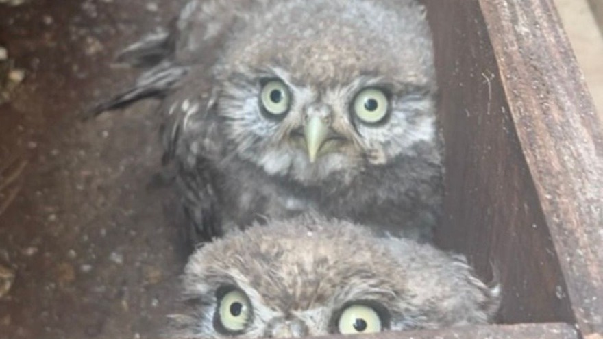 Glastonbury Festival 2023: Two Baby Owls Nesting Under Pyramid Stage ...