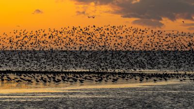 Waders are among around 700,000 birds who make the east coast wetlands their home.