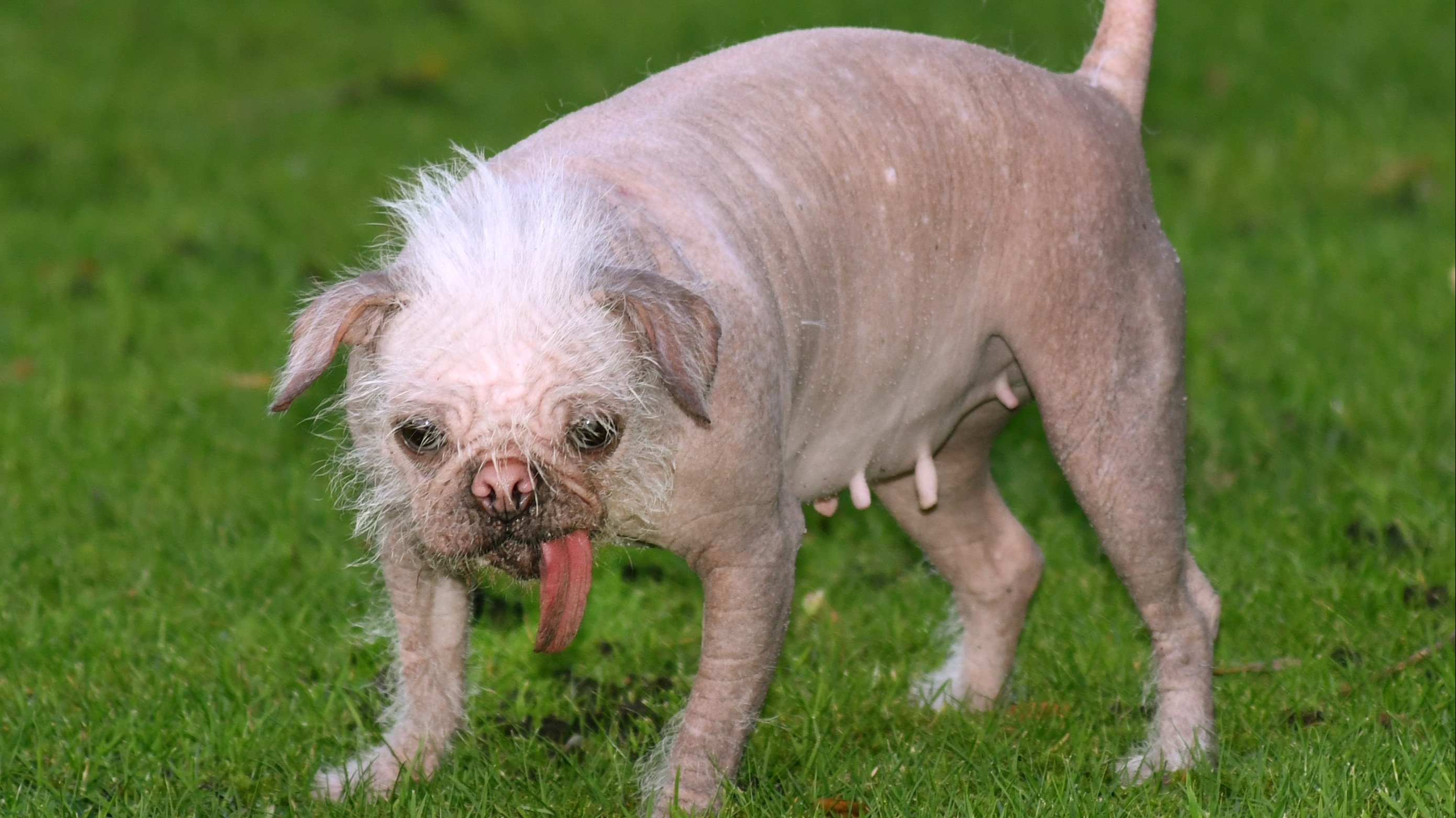 Adorable' Pug-Chinese crested cross in running for 'Britain's ugliest dog' | ITV Calendar