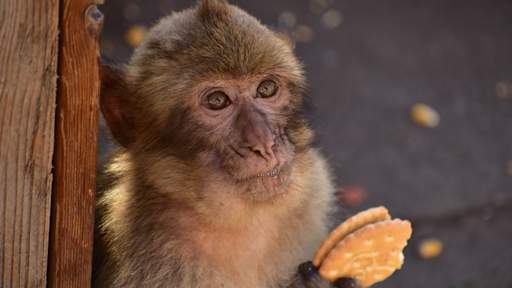 Gibraltar's monkey's eat mud 'to soothe upset stomachs from tourist junk food'