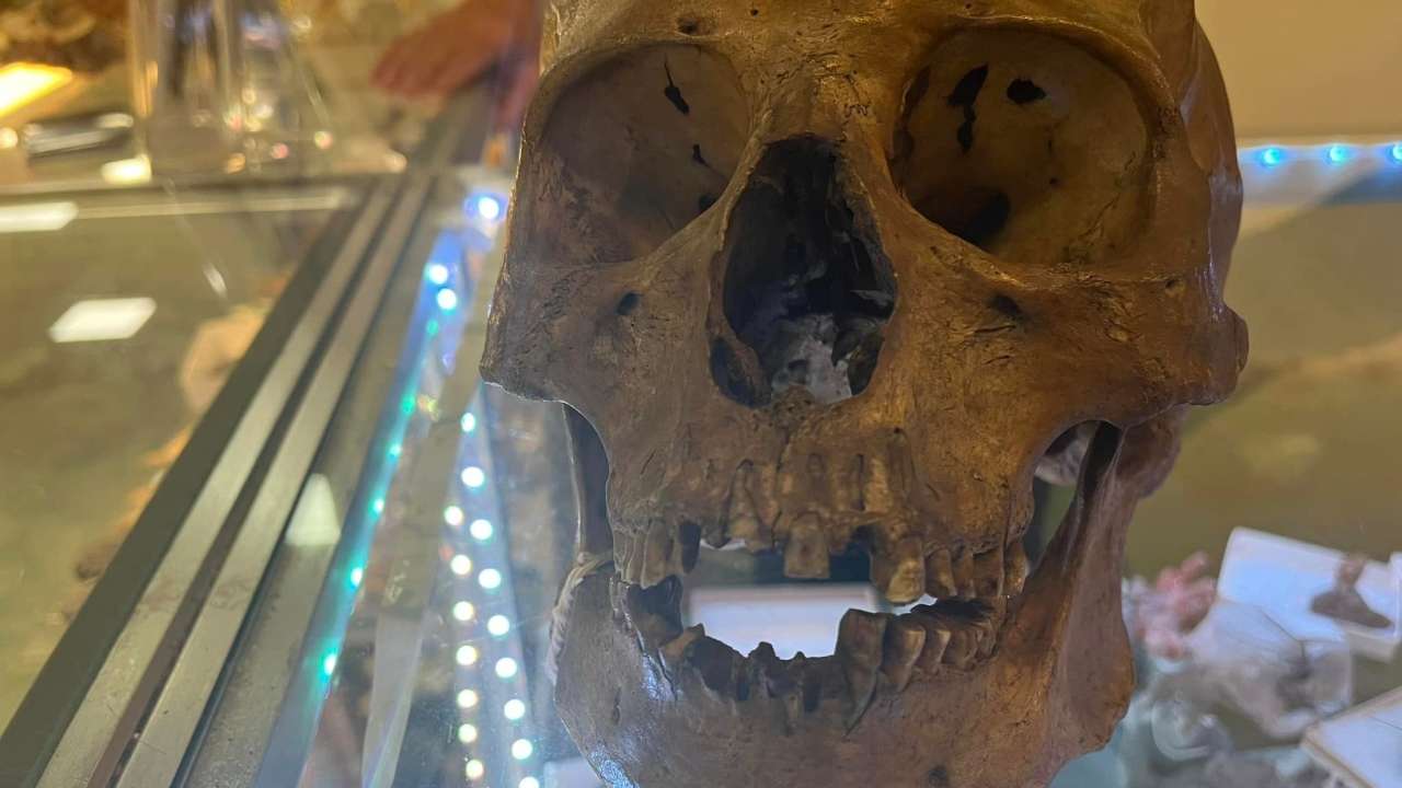 Human skull found among Florida second-hand shop Halloween decorations