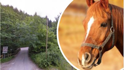 horse attack near barnstaple