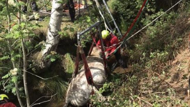 Hampshire & Isle of Wight Fire & Rescue Service and animal rescue advisors were called to a 24-year-old horse in Cadnam stuck in a water-filled ditch.