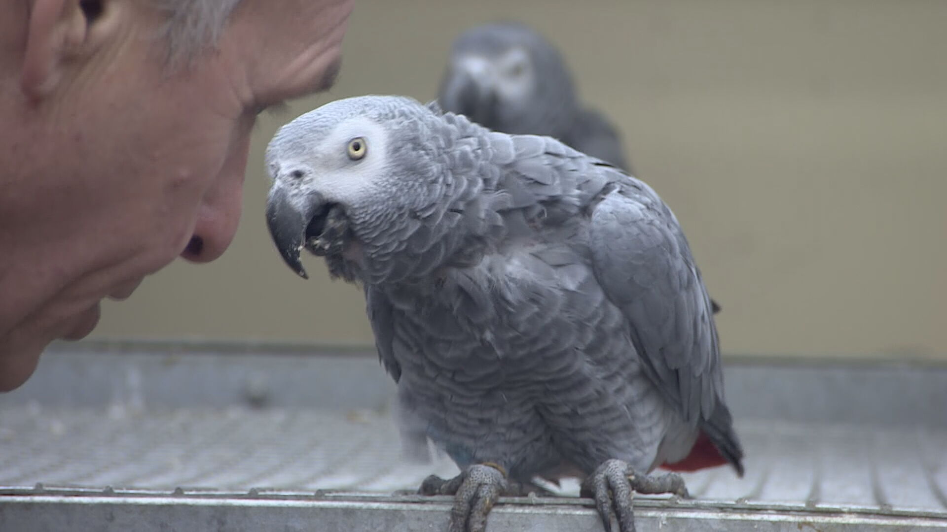 Lincolnshire Wildlife Park's Foul-mouthed Parrots Teach Other Birds To ...