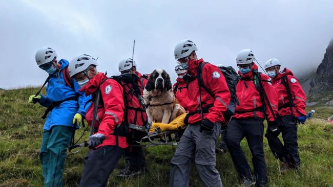 Daisy the St Bernard rescued in the Lake District
