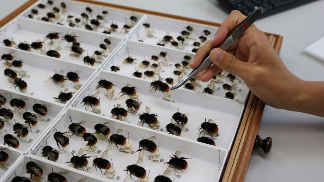 Body shapes of bee specimens were investigated dating back to 1900