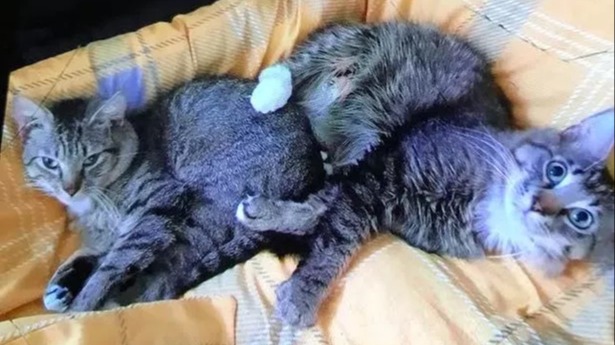 Wigan pet owner starved cats to death after locking them in 'squalid