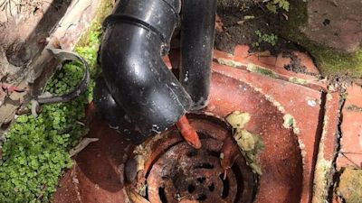 A corn snake on the loose shocked a woman in her Birkenhead garden.