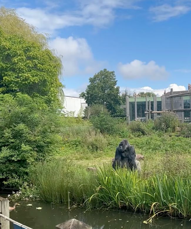 A gorilla perches in the grass by a stream.