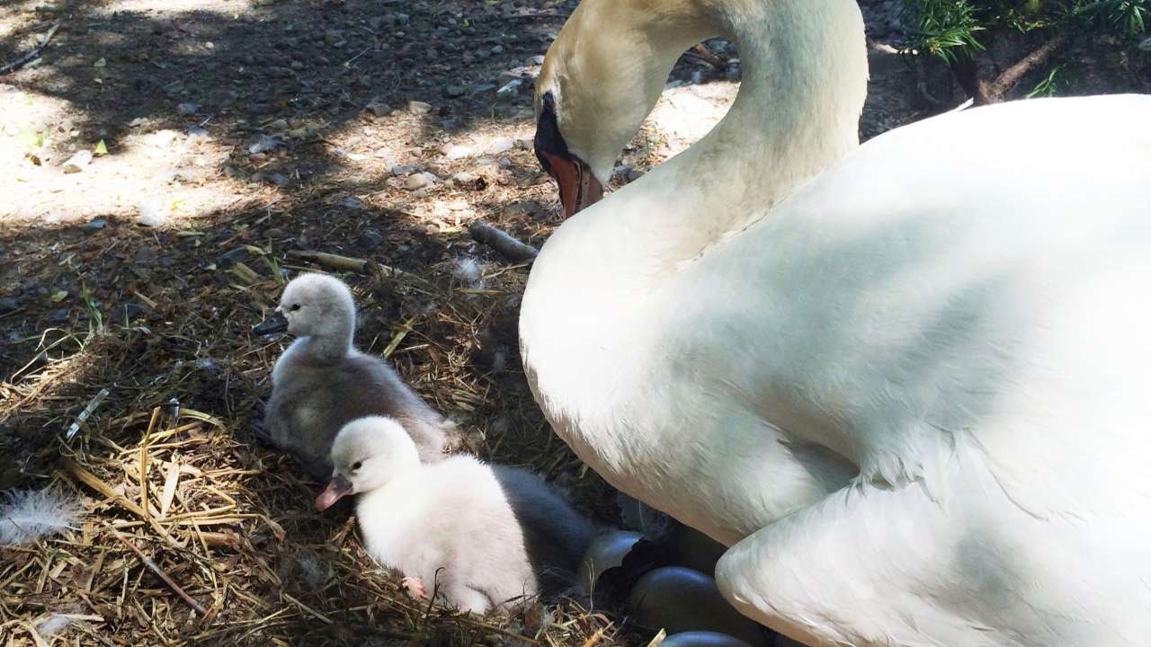Three teenagers arrested after 'much loved' swan is stolen and eaten