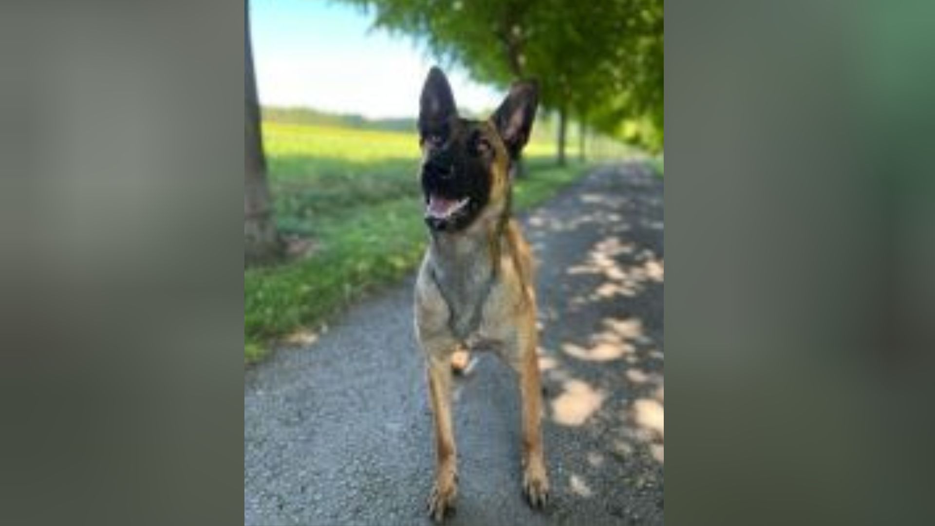 Teen convicted of police dog attack in 'first successful prosecution of its kind in West