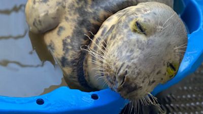 Hattie the seal was under the care of medics at BDLMR Seal Pup Hospital Cornwall for nine days but her health rapidly deteriorated so she had to be put to sleep