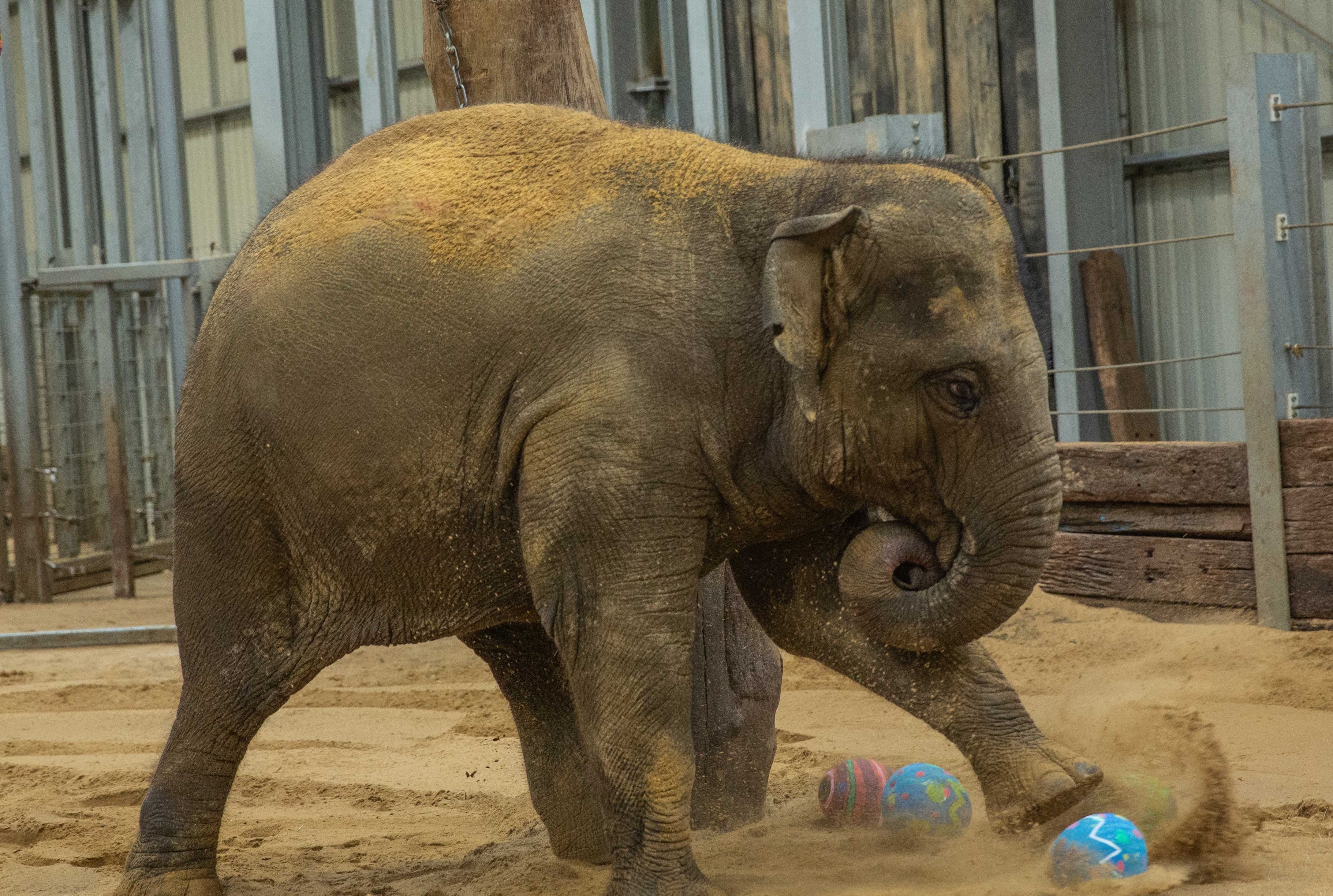 Staff at Whipsnade create Easter egg hunt for zoo's youngest elephant ITV News Anglia