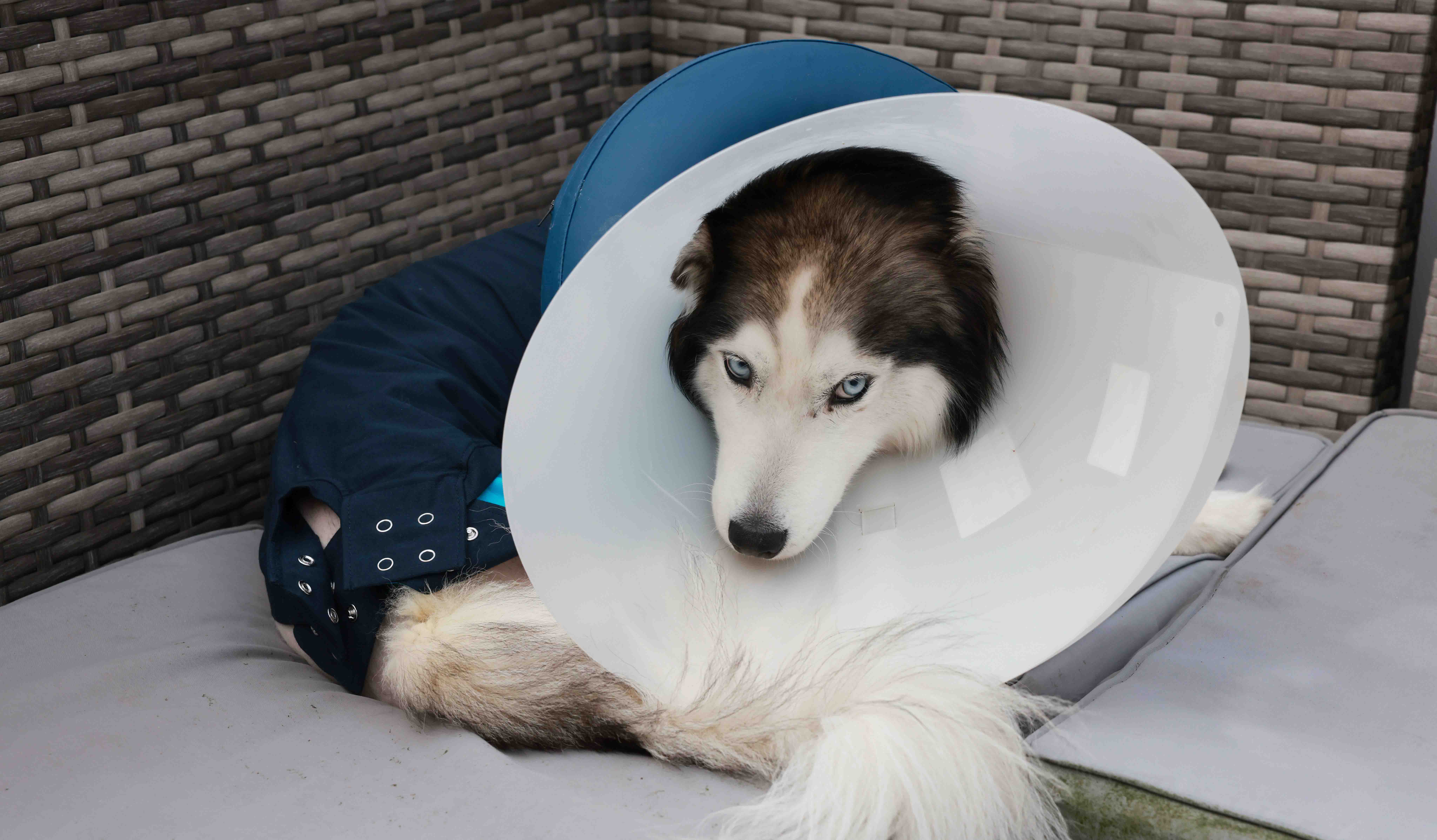 Husky cone clearance of shame