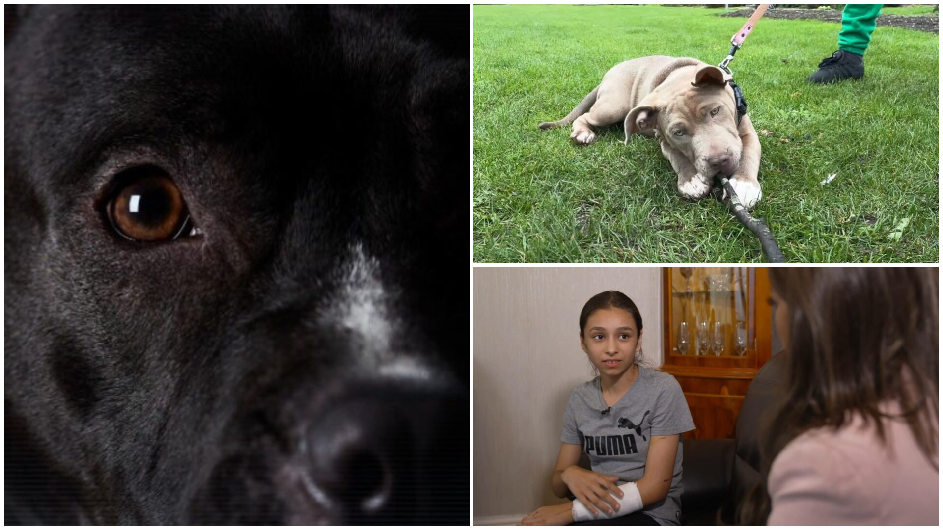 Inside Britain's deadly dog attack epidemic fuelled by TikTok and