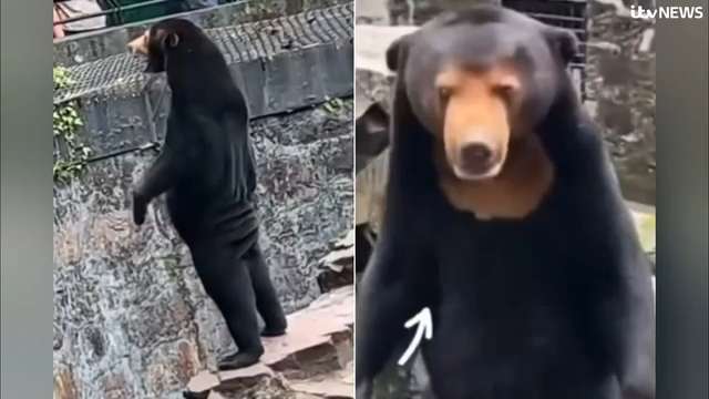 Chinese zoo denies sun bear is human in a bear suit