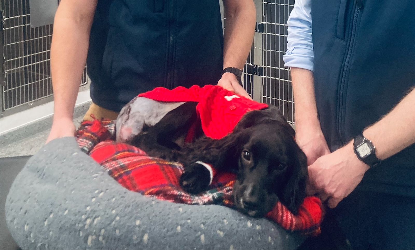 Six-legged dog named after Little Mermaid's 'Ariel' has her extra limbs ...