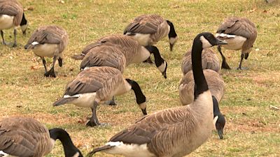 Canada goose 80 sales off sale sale