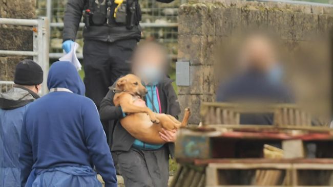34 dogs were rescued from the remote farm.