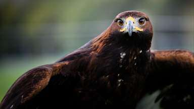 Golden eagles could be reintroduced to England with new funding, ministers say
