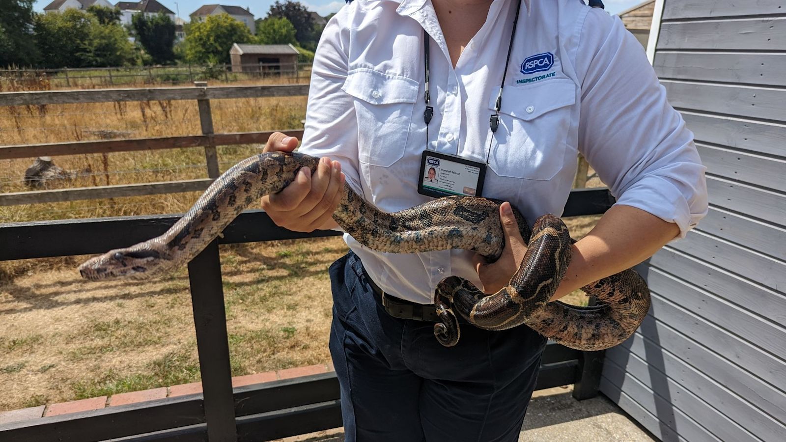 Boa Constrictor Discovered In Shropshire Hamlet