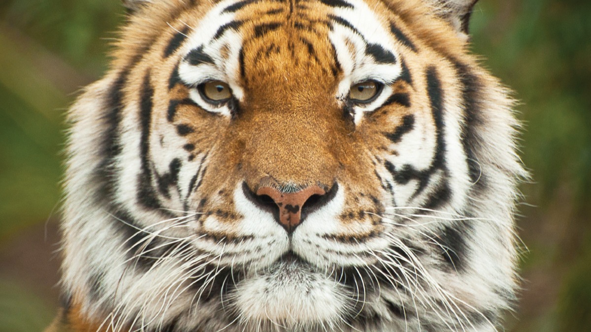 Tiger Face Closeup Live Wallpaper - free download
