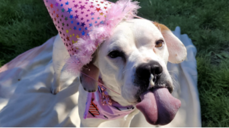 Adoption appeal as Bath Cats and Dogs Home 'stretched to the limit