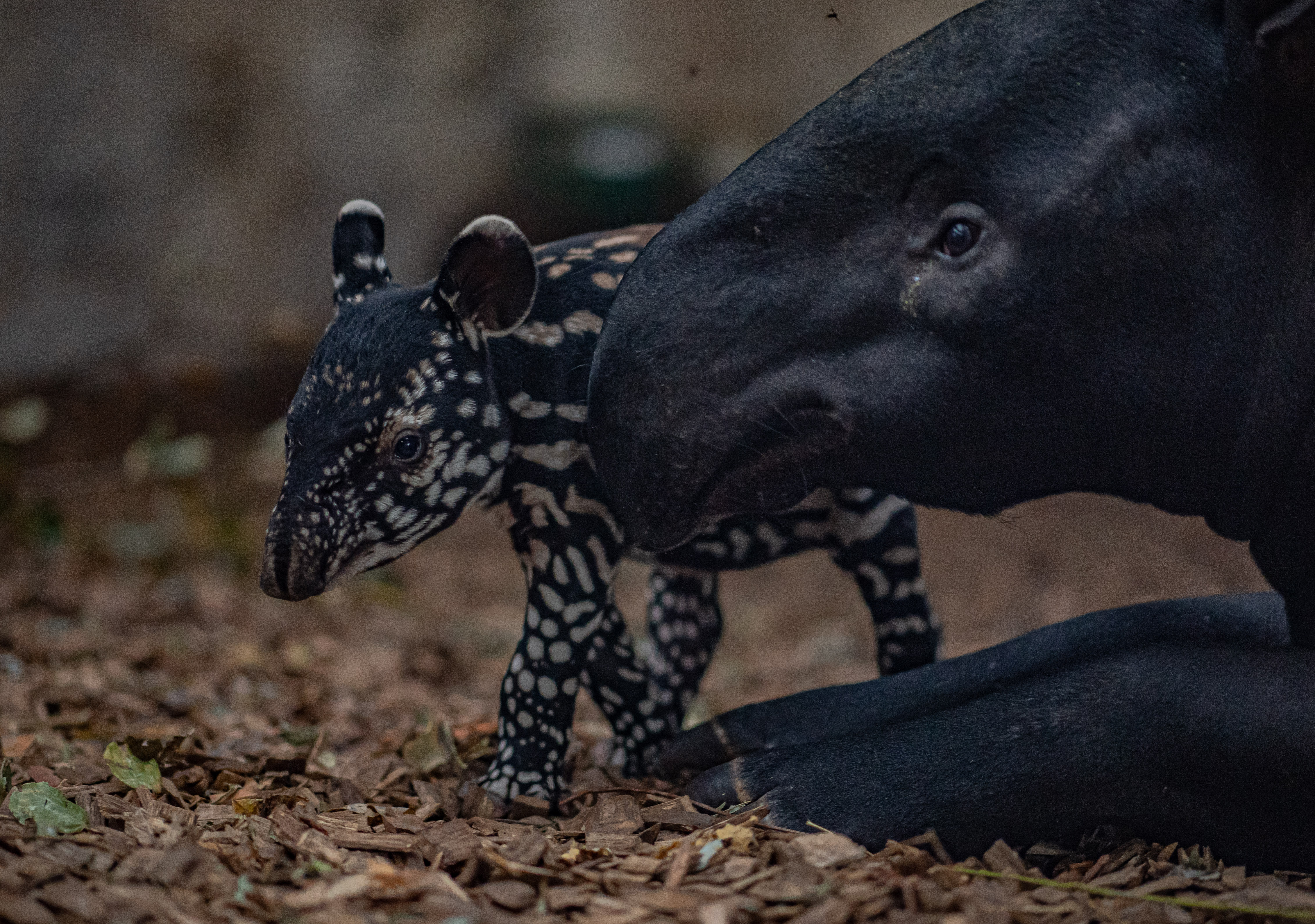 Chester Zoo celebrates arrival of rare baby tapir | ITV News Granada