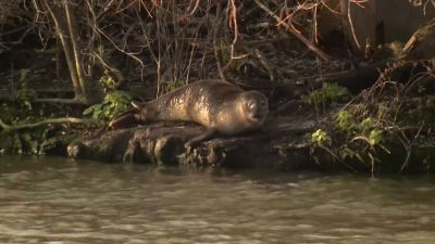 The seal at Rochford Reservoir took a break on the bank on Wednesday.