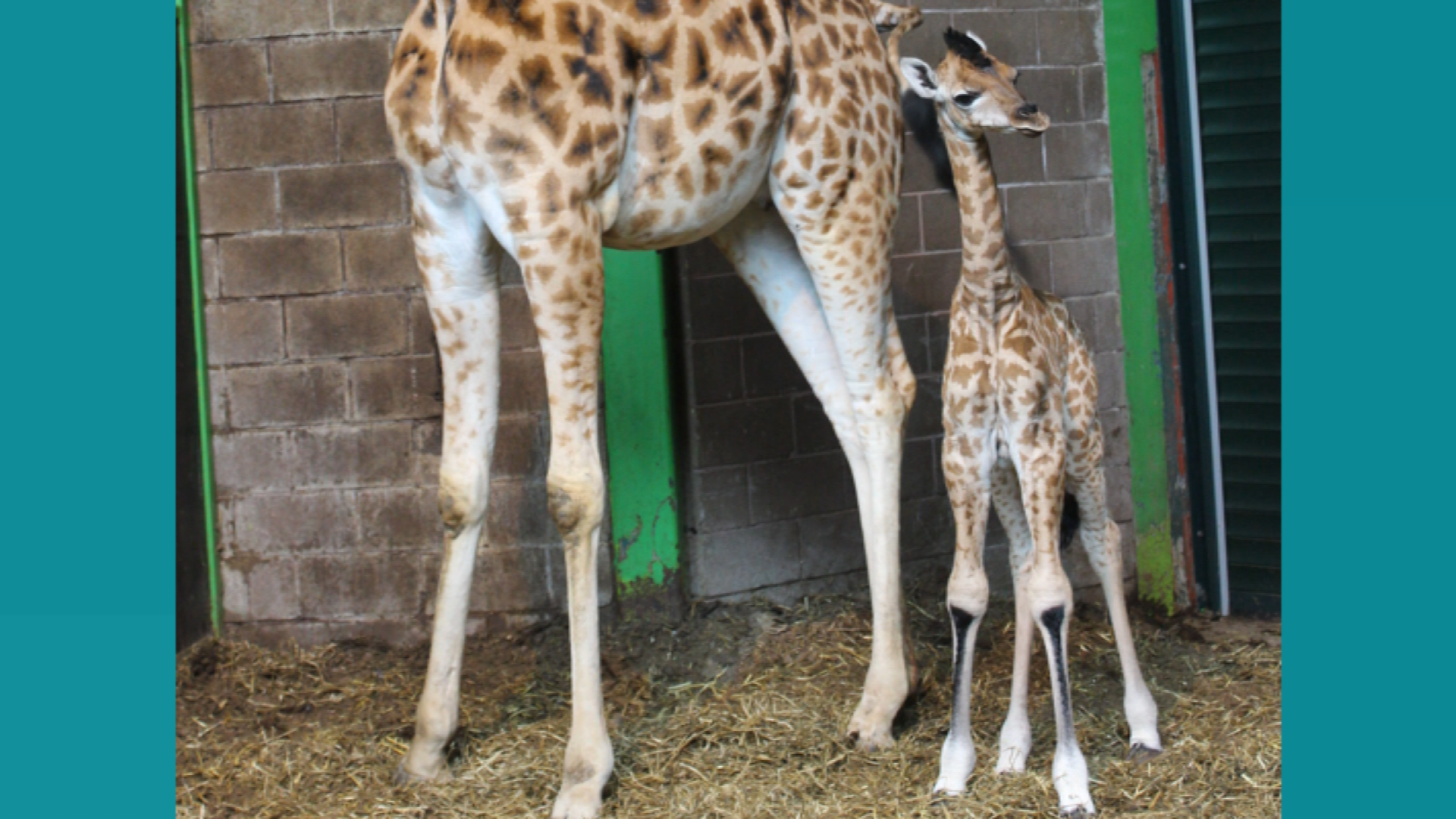 Belfast Zoo Welcomes Newest Giraffe Calf 'Ballyclare' | UTV | ITV News