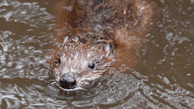Hamish the beaver in Cornwall