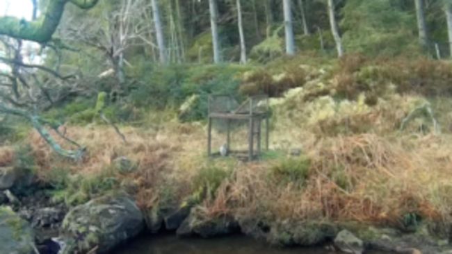 North Yorkshire Police launches appeal after Goshawk killed