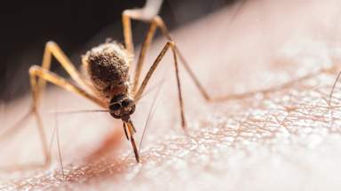 Tiger mosquitos carrying dengue fever could be in England by 2040