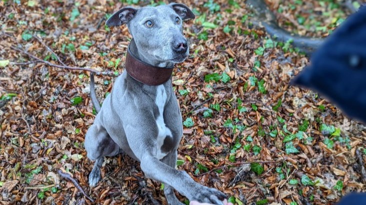 Manchester Dog Struggling To Find A New Home Because Of His Facial Scars Itv News Granada