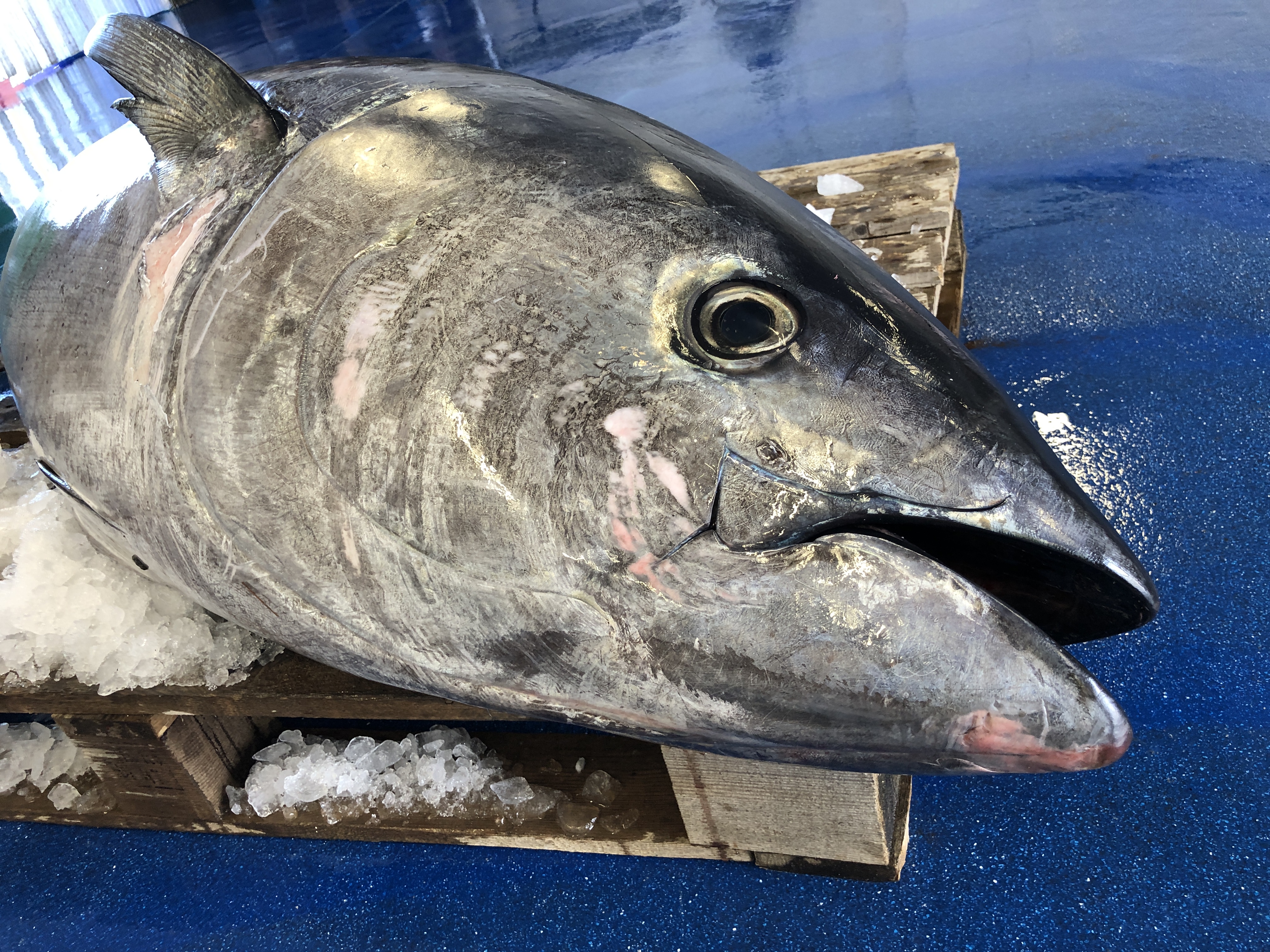 200kg Atlantic bluefin tuna caught in South West waters for first time in  decades