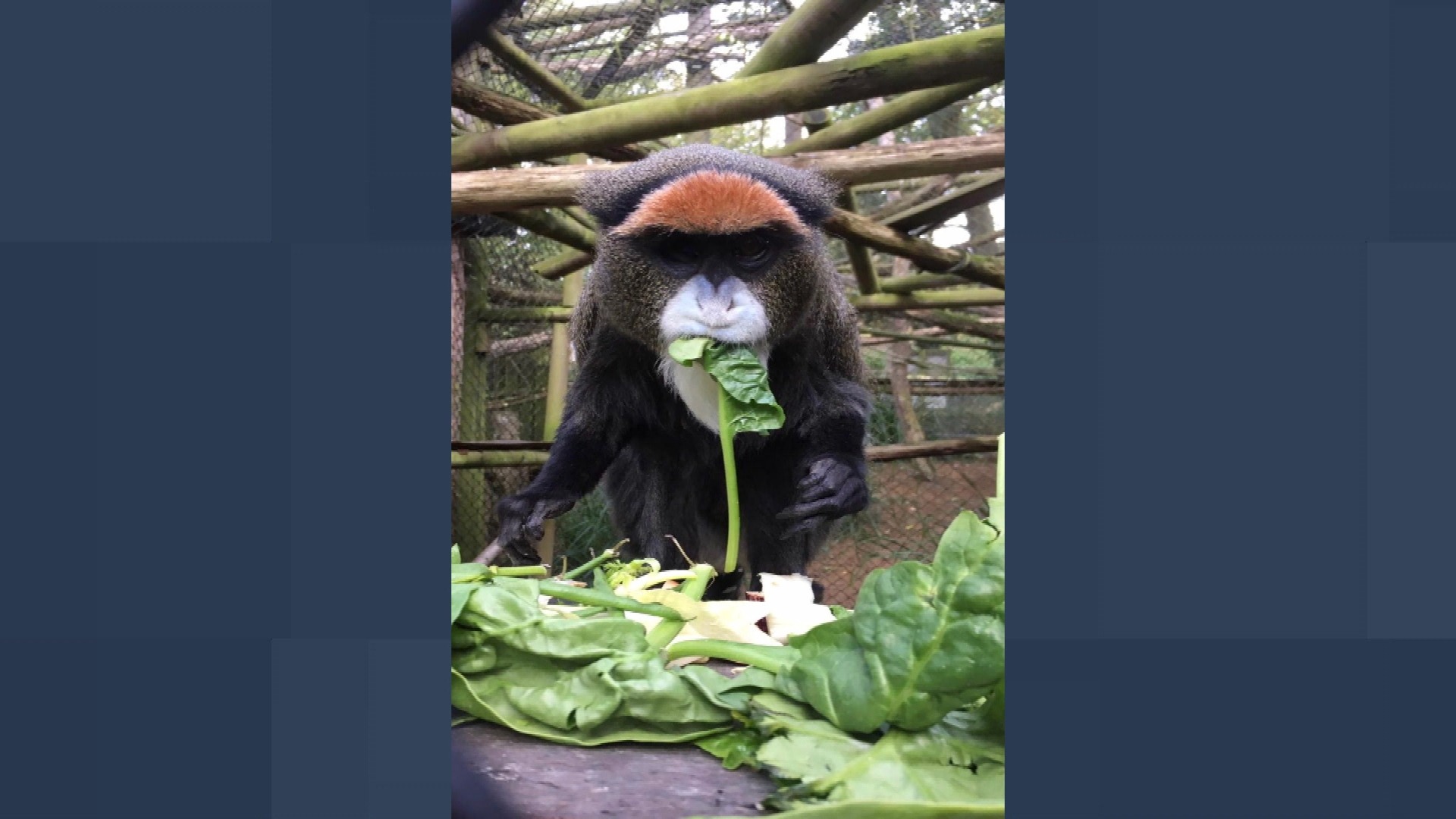 Staff at Kent wildlife park 'heartbroken' after death of the oldest ...